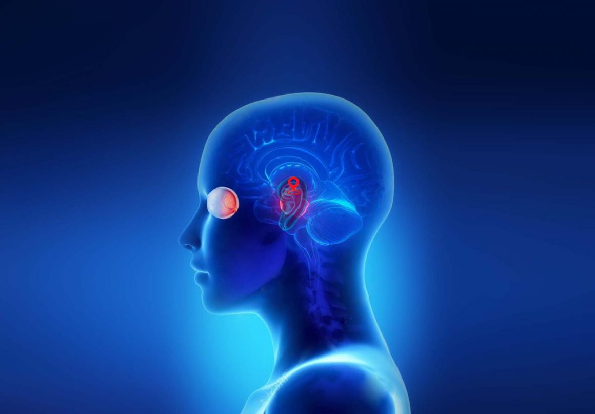 Masterclass Anatomia e fisiologia do sistema vestibular